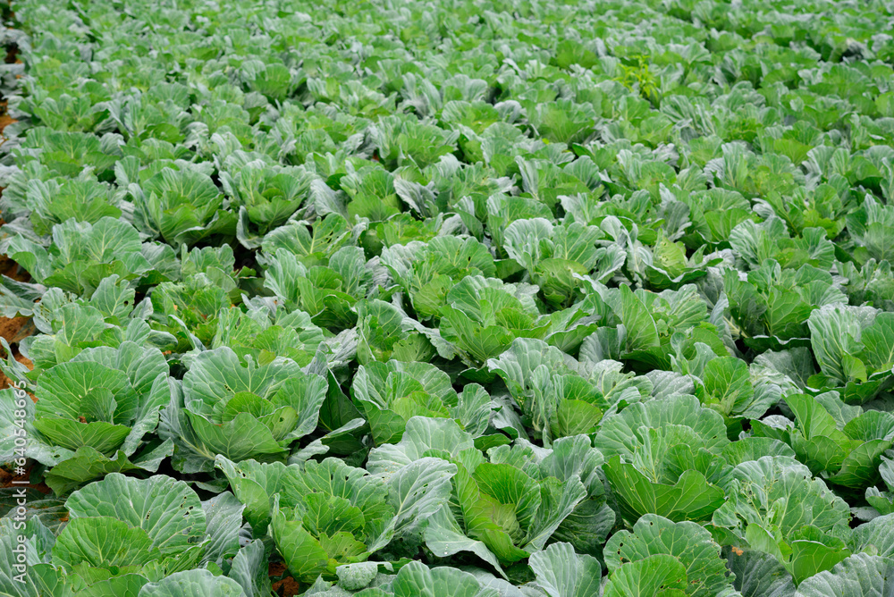 Cabbage farm on the mountain Brassica oleracea L. var. Capitata in the family Cruciferae Cabbage farm on the mountain Brassica oleracea L. var. Capitata in the family Cruciferae