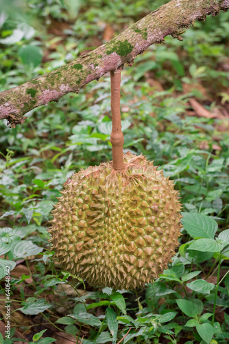 Mon Thong or Golden Pillow durian, durian on tree in the orchard garden, king of fruits thailand