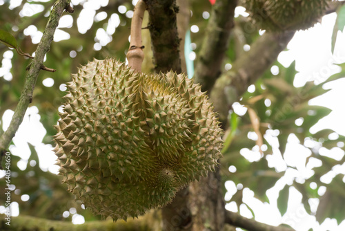 Durian tree  Fresh durian fruit on tree  Durian struck Lae  Durian Line Lae  durian in uttaradit thailand