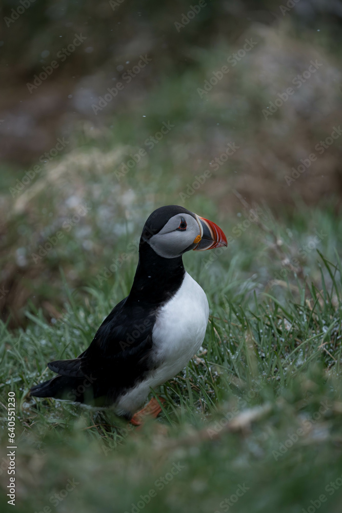 Papageientaucher auf Island Papageientaucher auf Island