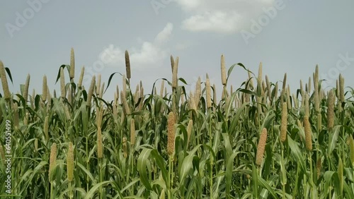 Millet crop shaken by the wind in a field against a background of blue sky and clouds. Indian grain pearl millet crop locally known as Bajara or Bajra. Crops plating at organic field. photo