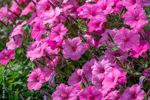 Dynamic neon pink petunia flowers and buds with nature background © Mary Salen