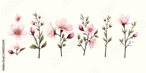 pink flowers isolated on white