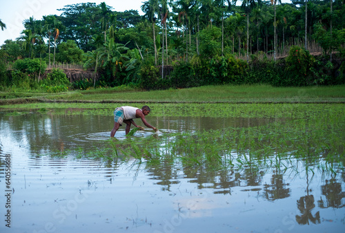 Bangladeshi rural farmer sowing paddy seedlings in a farmland , harvesting crops in a water filled field  photo