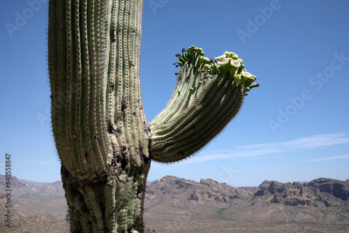 Close up of saguaro cactus arms with blooming flowers photo