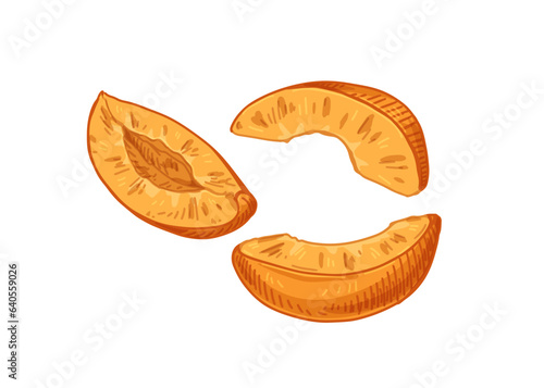 Fruit wedges, apricot pieces in realistic vintage style. Detailed drawing, pe...