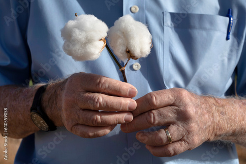Male hands holding cotton bolls against blue shirt photo