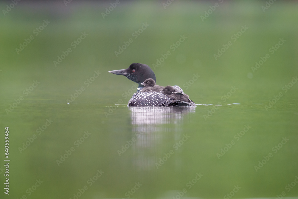Two Loon Chicks Riding on Mother's Back Two Loon Chicks Riding on Mother's Back