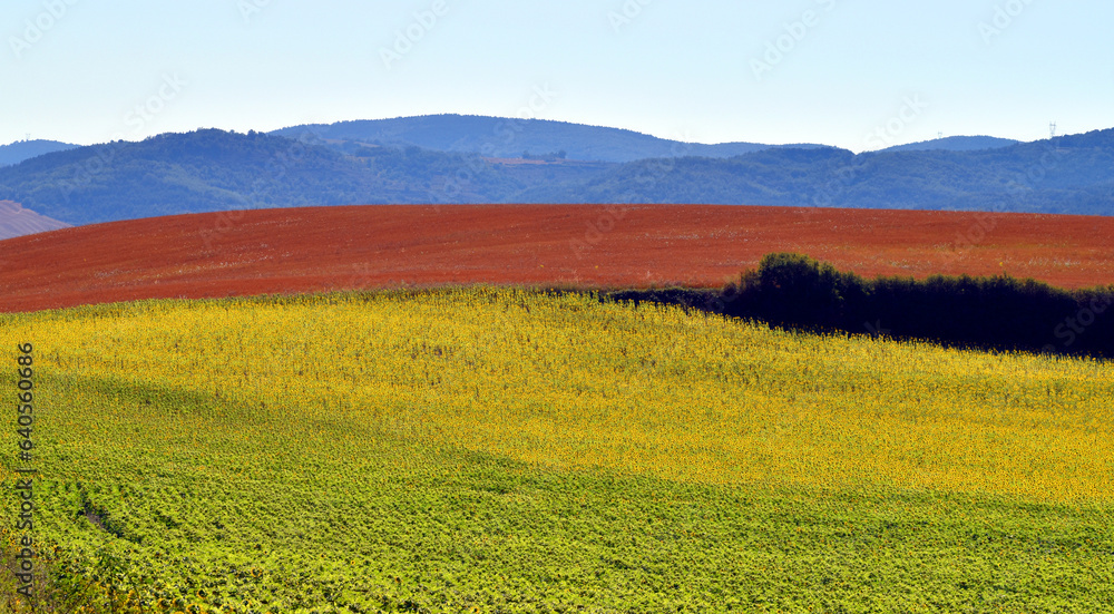 Landscape of fields of sunflowers and cereals