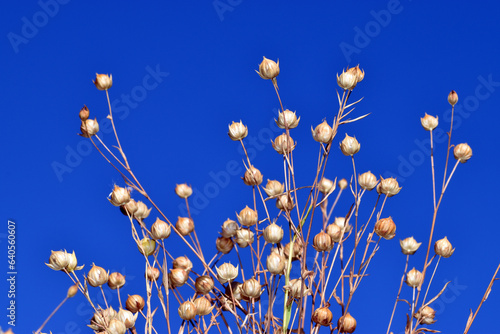 Detail of flax plants (Linum usitatissimum) with ripe fruit photo