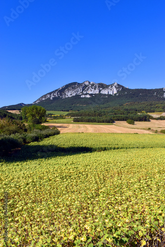 Landscape of sunflowers (He...