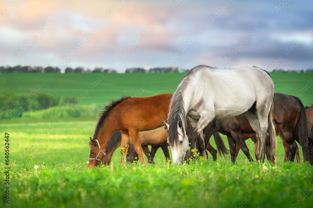 Obraz premium Mare with foal on herd