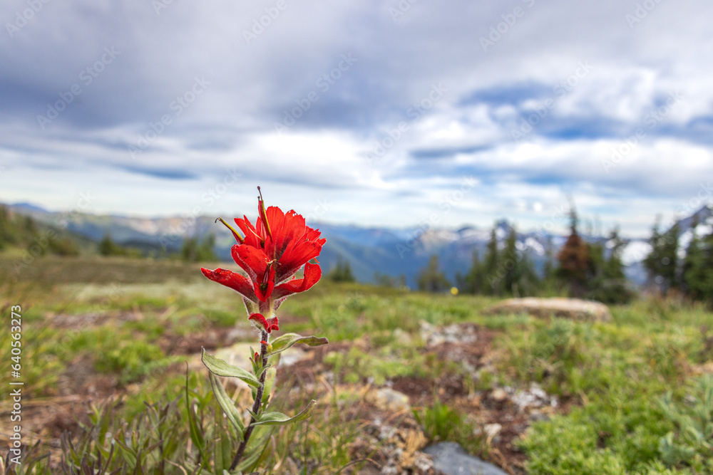 red flowers in the mountains