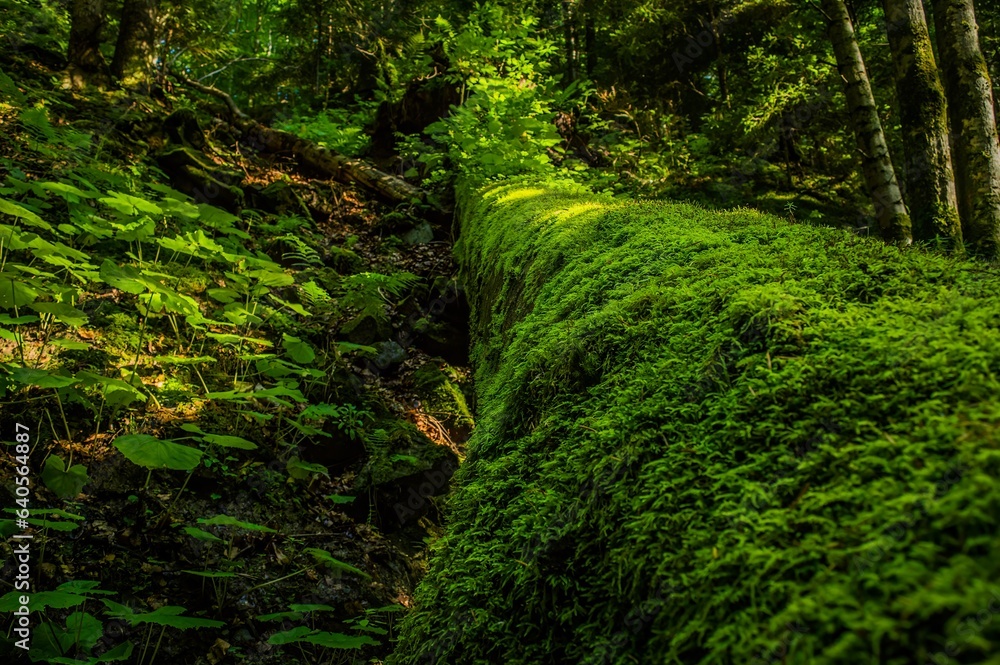 Old tree covered with moss in the forest