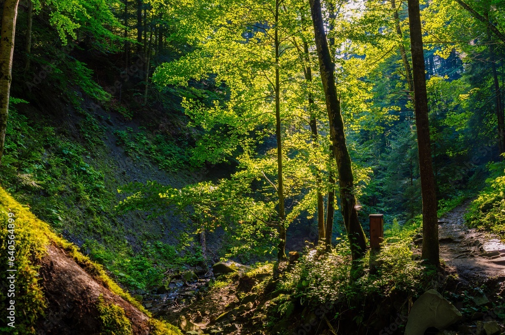Obraz premium Sunbeams breaking through the trees in the forest
