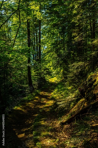 Mountain path in dark forest