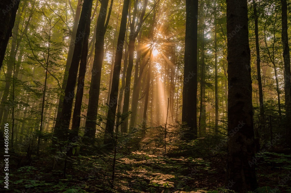 The rays of the sun through the misty forest