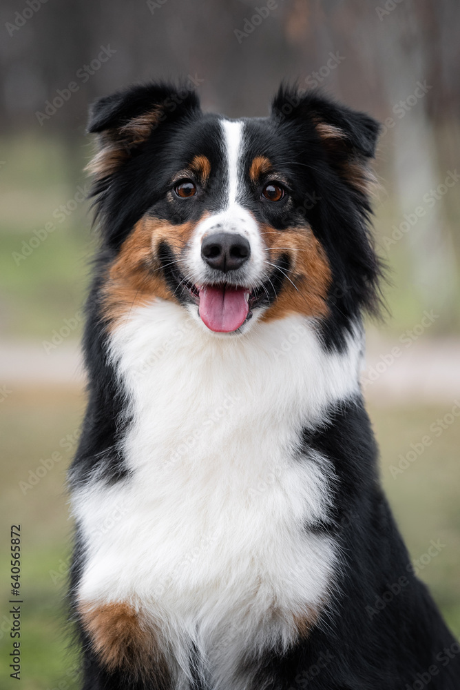 Close up portrait of hazel eyed black tricolor australian shepherd dog on background is autumn park