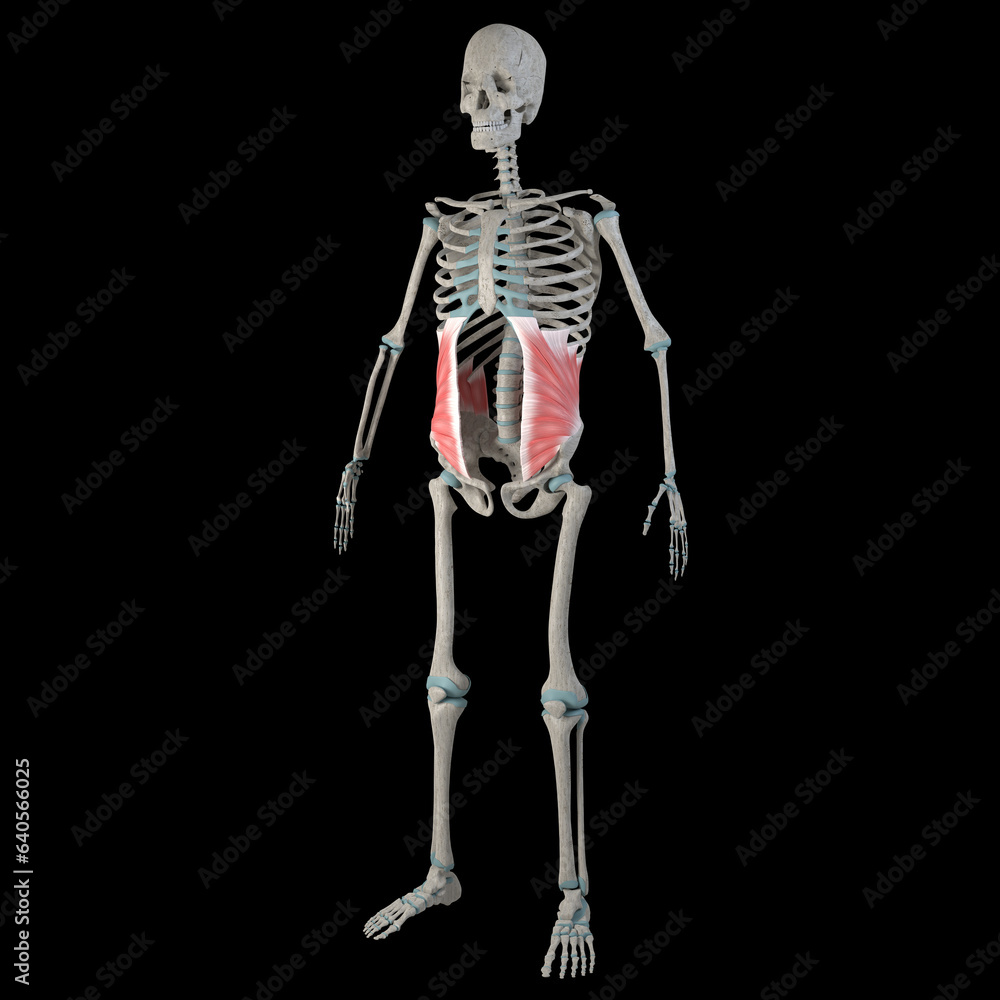 3d Illustration of Internal Abdominal Oblique Muscles on Male Human Body Body 3d Illustration of Internal Abdominal Oblique Muscles on Male Human Body Body