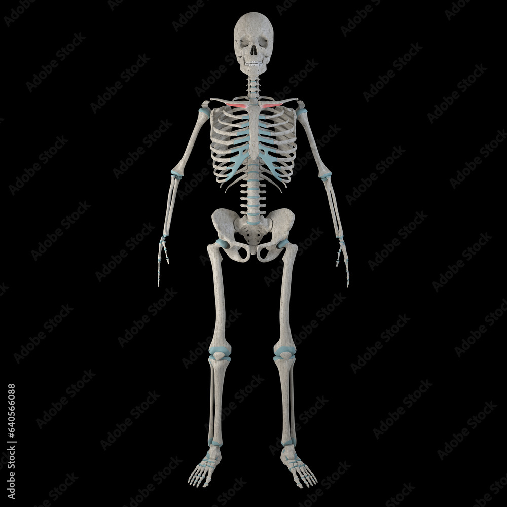3d Illustration of Subclavius Muscles on Male Human Body Body 3d Illustration of Subclavius Muscles on Male Human Body Body