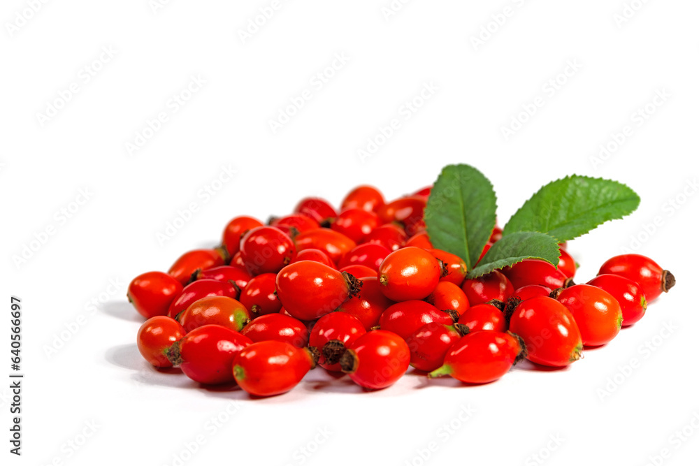 Hagebutten isoliert vor weißem Hintergrund