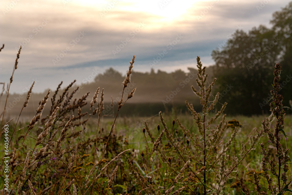 Foggy Morning in the Countryside in September