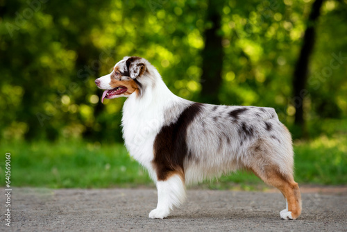 Outdoors photo of red merle australian shepherd dog standing sideways in breed stack summer park background