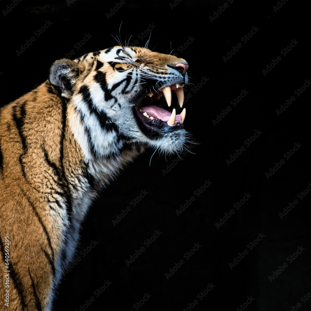 Obraz premium Zähne zeigender Tiger