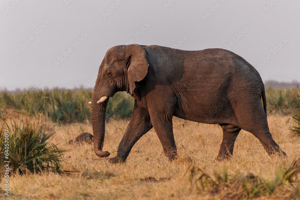 Fototapeta premium Elephant bull walking in the Kruger National Park in South Africa