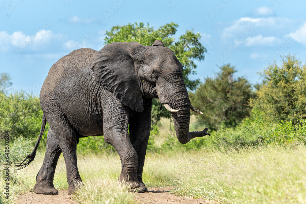 Elephant bull walking in the Kruger National Park in South Africa
