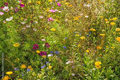 meadow with a lot of colorful flowers  cultivated for species pr