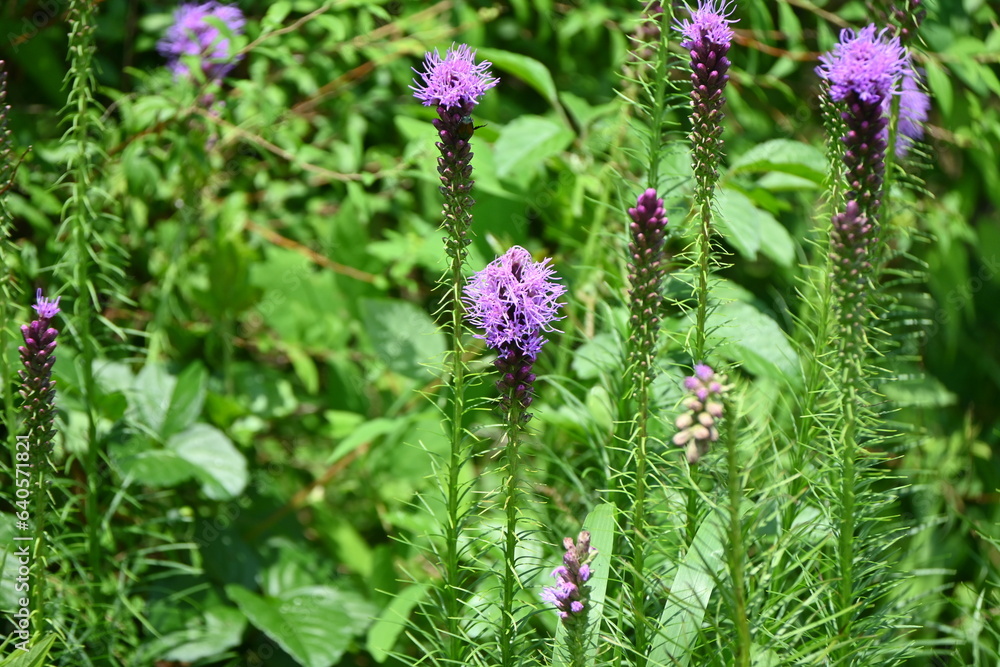 Blazing star ( Liatris spicata ) flowers. Asteraceae perennial plants. From July to September, many purple or white florets bloom on spikes at the tip of the stem. Blazing star ( Liatris spicata ) flowers. Asteraceae perennial plants. From July to September, many purple or white florets bloom on spikes at the tip of the stem.