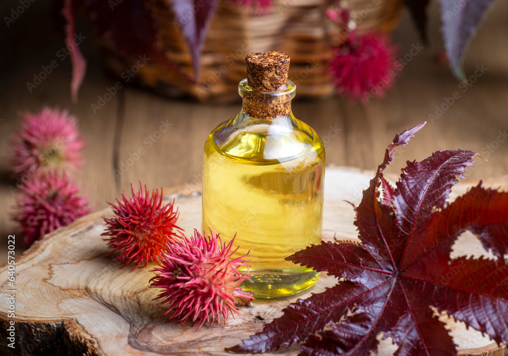 Castor oil bottle with castor fruits, seeds and leaf. Ricinus Communis plant oil.
