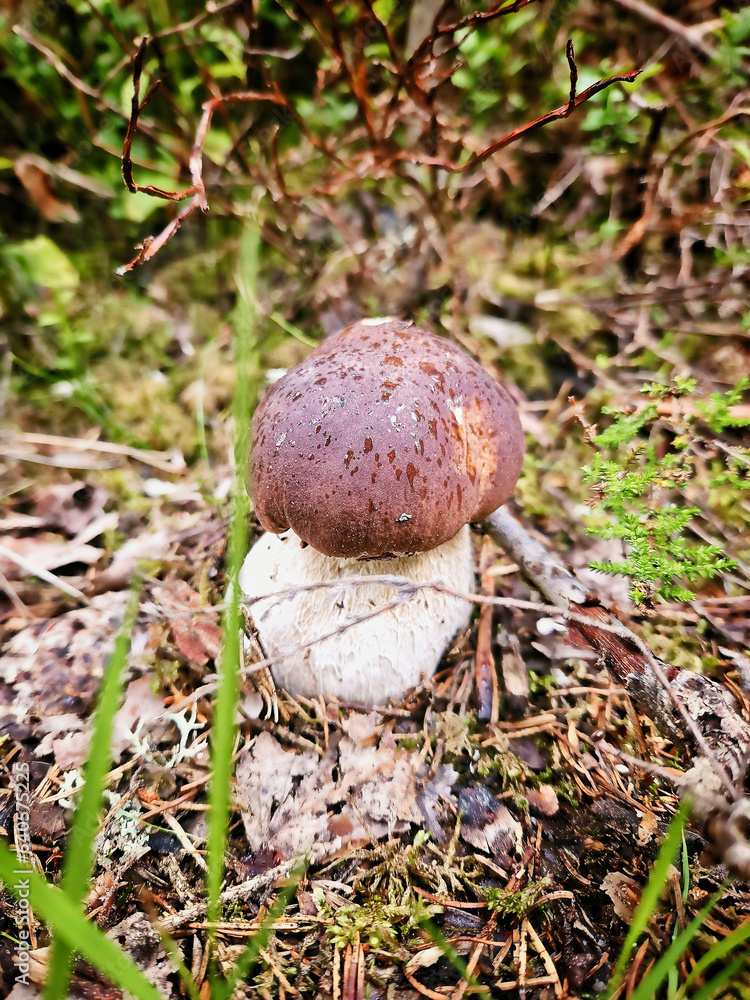 Boletus mushroom in the forest on the ground. Brown cap, white stalk of the mushroom Boletus mushroom in the forest on the ground. Brown cap, white stalk of the mushroom