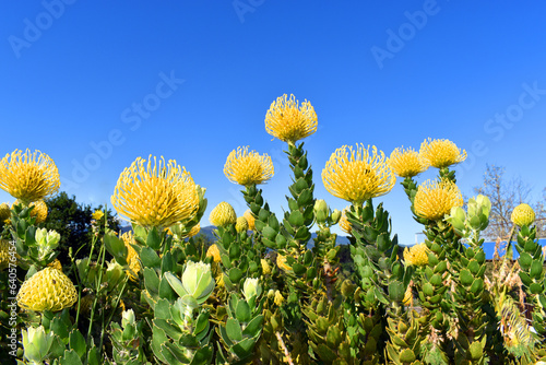 Leucospermum High Gold with flowers; is a hybrid of L. cordifolium and L. patersonii. photo
