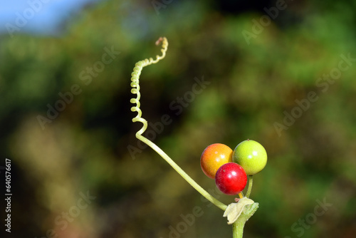 Detail of the leaf, mature ...