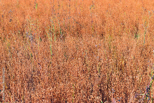 Detail of a field of flax (...