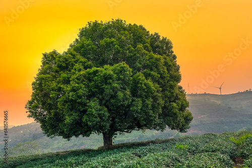 Old lonely tree between tea fields with many moments of the day from sunrise to sunset. It s beautiful to see the stability of nature over time