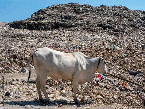 A white cow looking for food in the landfill, in Piyungan, Yogyakarta, Indonesia photo