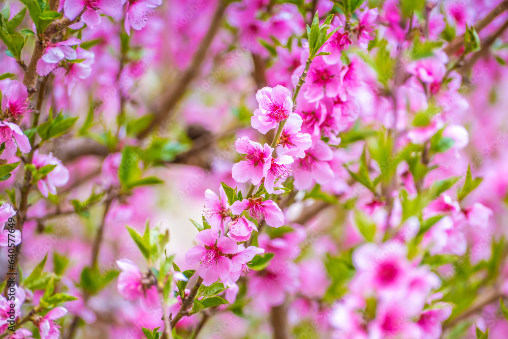 Cherry blossom and apricot blossom is northern areas of Gilgit Baltistan, pakistan Cherry blossom and apricot blossom is northern areas of Gilgit Baltistan, pakistan