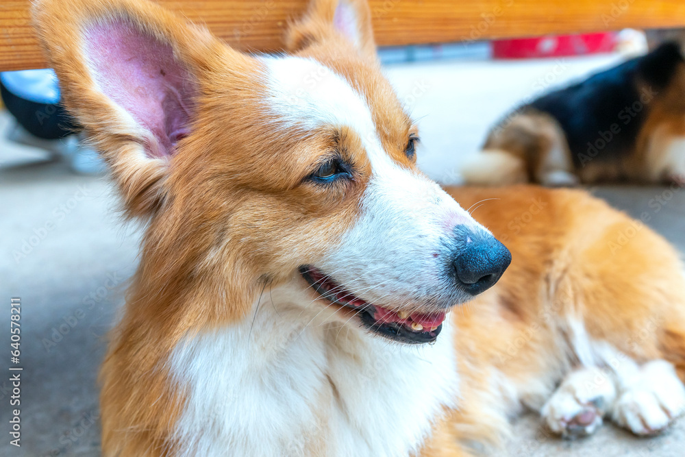 Cute Corgi with impressive fur in the domesticated house. They are very friendly and good friends with humans