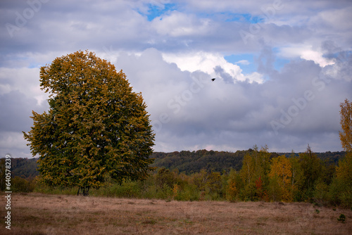 A bird flying near a lonley tree in the middle of a broad clearing. A picturesque and wild place in the autumn season