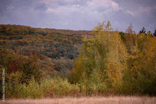 Birch with colored leaves at the edge of the forest. Betula pendula in the autumn season on a sunny day