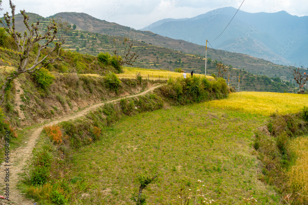 Narrow walking path amid hillside terraced farmland in Uttarakhand, India. Explore the scenic steps of agricultural life.