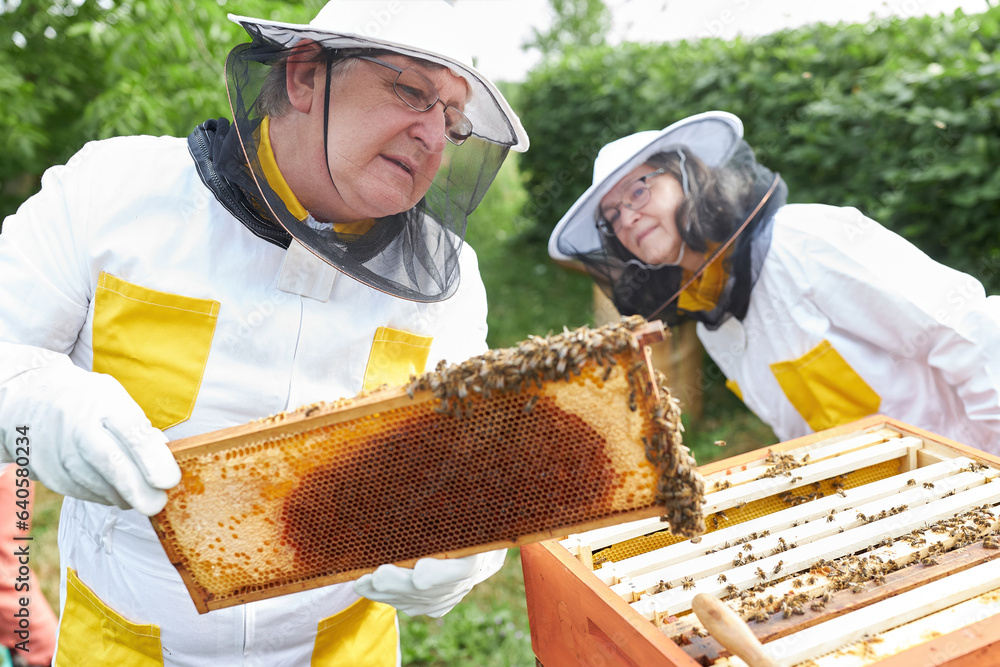 Female apiarist by male beekeeper holding honeycomb frame Female apiarist by male beekeeper holding honeycomb frame