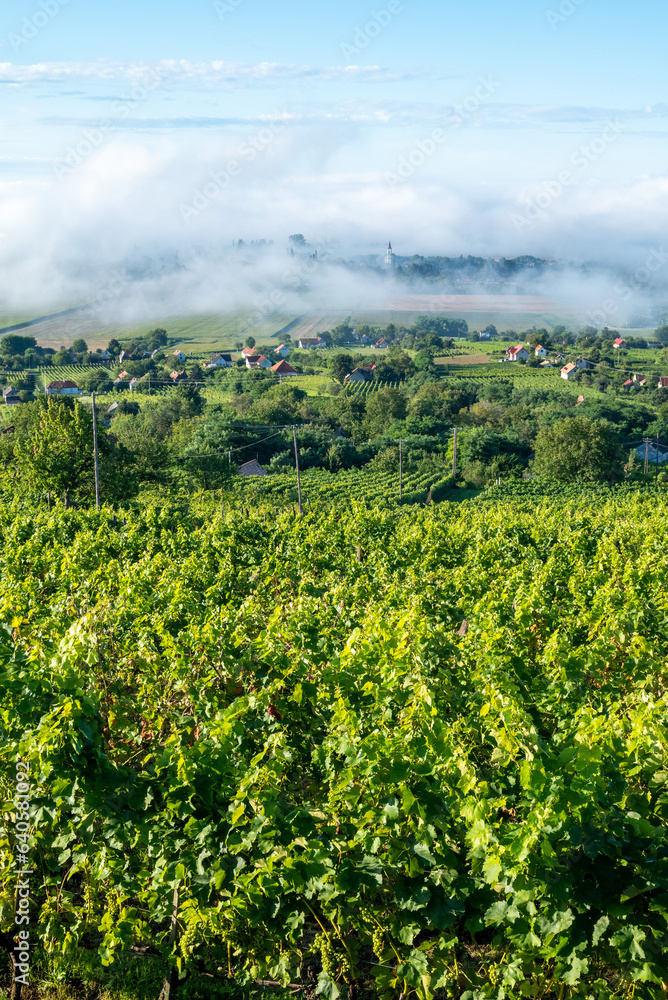 Vineyards in the fog - Hungarian vineyards near Somlo mountain