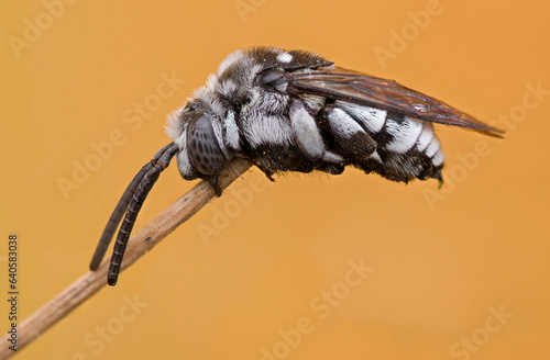 Cuckoo bee,(thyreus histrionicus)