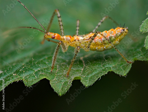 Nymph of Leafhopper assassin bug (Zelus renardii)
