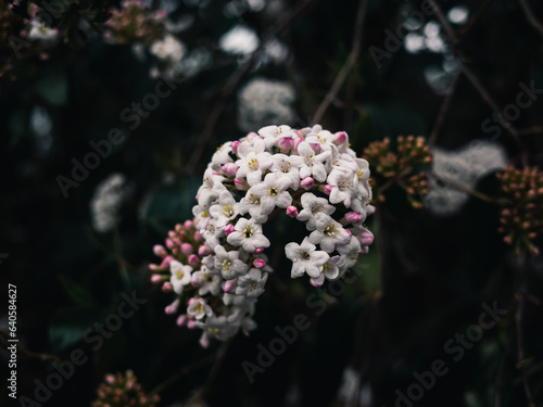 White flowers in the garden © Thanh