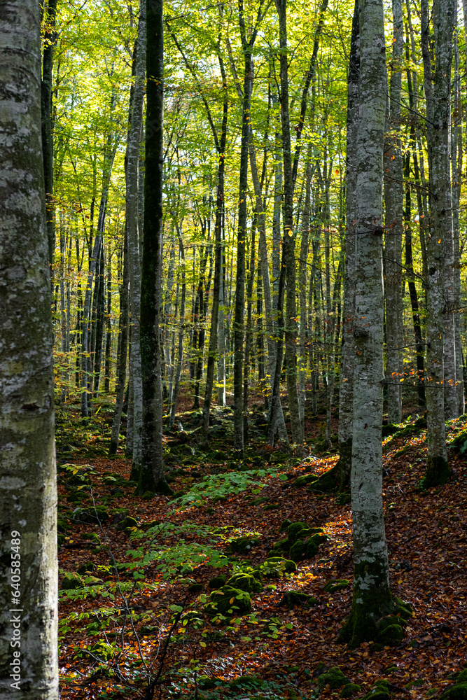 Forest in autumn in La Fageda d´en Jorda in the area of La Garrotxa in the province of Girona in Catalonia Spain